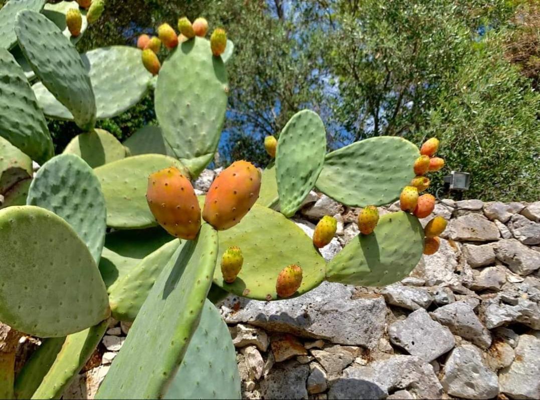 Trullo Dimora Di Pietra Gallipoli Baia Di Gallipoli 외부 사진